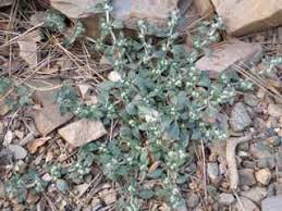 Image result for Alternanthera caracasana
