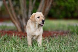 Thank you for considering labrador retriever rescue of florida. Labrador Retrievers In Southwest Florida Home Facebook