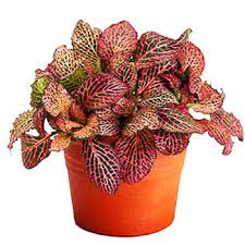 Check spelling or type a new query. Buy Cheap Plants In Dubai Order Online Outdoor Plants In Dubai