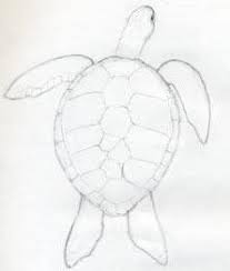How To Draw A Turtle Hommade Draw Hommade Turtle Schildkrote Zeichnung Schildkrote Zeichnen Niedliche Zeichnungen