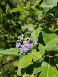 Image result for Vitex trifolia