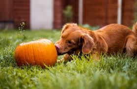 We did not find results for: 15 Superfoods For Dogs From Right In Your Kitchen