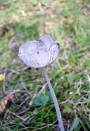 Image result for Coprinus lagopus