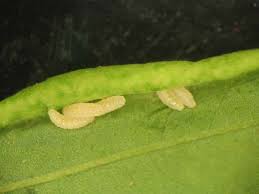 Arthropod pests are hosts to many natural enemies. Photo 2 Gregarious Larvae Of Black Locust Gall Midge Present In A Gall Download Scientific Diagram