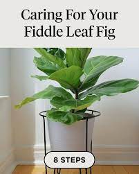 Caring For Your Fiddle Leaf Fig Video Video Fiddle Leaf Fig Fig Plant Plants