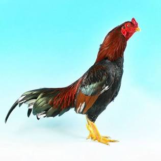 Elite Sonatol Asil Brood Stock, AI generated