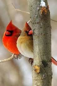 Brown Birds That Look Like Cardinals Pin By Ax On Cardinals Birds Cardinal Birds