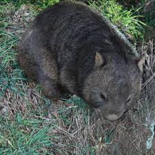 Https Flic Kr P 2g2behy Wombat Wombat Australian Fauna Koala Bear