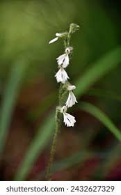 Image result for Zeuxine elongata