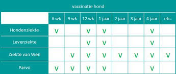 Uzelf laten vaccineren is het beste plan, zodat het leven straks weer starten kan. Vaccineren Evi Dierenartsen