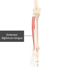 The tendons of the extensor digitorum longus, extensor digitorum brevis, and extensor hallucis longus pass into the dorsal aspect of the digits and expand over the _ to form complex. Extensor Digitorum Longus Muscle Attachments Actions Innervation
