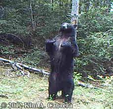 A grizzly bear preparing for hibernation scratching an unbearable itch. Black Bear Marking Trees How To Identify Them In The Field