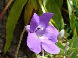 Image result for Oleandra distenta