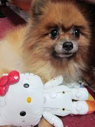 barbie pomeranian hello kitty cute puppies pomeranian puppies