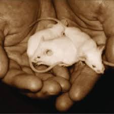 La vidéo du rongeur a été visionnée plus de 56 millions de fois sur reddit. Pdf Making Lives Easier For Animals In Research Labs