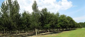 Live Oak Tree Facts