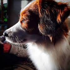 Foxy Het Kooikerhondje Dogs Dog Photos Dog Angel