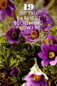 We offer growing tips for 9 popular plants. 19 Of The Earliest Blooms To Look For In Spring In 2021 Spring Landscaping Blooming Flowers Bloom