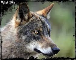 Lobo Iberico In 2020 Wolf Dog Animals Of The World Beautiful Wolves