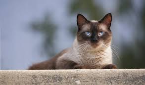 All others were considered inferior. Siamese Cat Breed Information