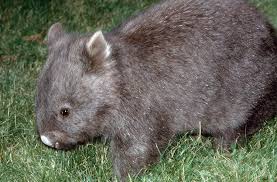 Image result for Common wombat
