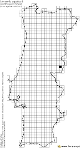 Image result for Limosella maior