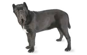 Neapolitan Mastiff Dog Breed Information Pictures