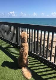 Find cape san blas rentals online with sunset reflection vacation rentals. Pet Friendly Beach House Rentals In Florida