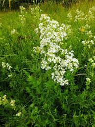 Image result for Galium bussei