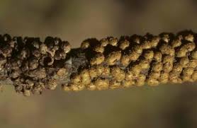 Image result for Globimetula mweroensis