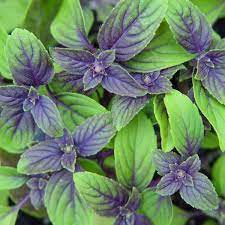African blue basil for sale. Wholesale Herb African Blue Basil Unrooted Cuttings