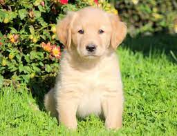 Although golden labrador is the most popular name for this designer dog breed, they are also sometimes referred to as a goldador or a goldador retriever. Golden Labrador Breeders Cheap Buy Online