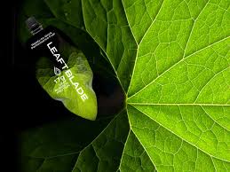 New Zealand's Leaft Foods Unveils Pre-Workout Rubisco Protein ...