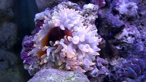 Mereka ada sebagai polip, melepaskan gamet yang membentuk larva baru yang mampu menjajah area baru. Ciri Ciri Anemon Sehat Mekaaarr Youtube