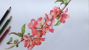 An eraser and pencil sharpener should be on hand as well. Quince Flowers Drawing In Color Pencils Flower Drawing Camlin Triangular Color Pencils Youtube
