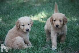 Maybe you would like to learn more about one of these? Golden Retriever Puppies Chico Ca Petsidi