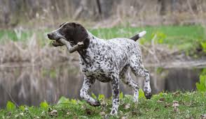 Image result for německý ohař krátkosrstý