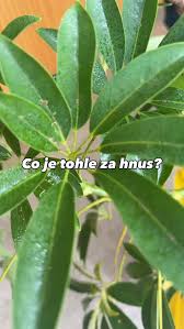 Image result for puklice na pokojových rostlinách obrázek