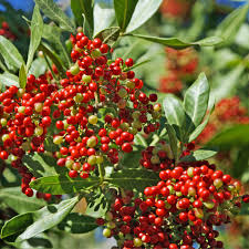 Image result for Triraphis schinzii