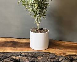 Image of بنجامین گیاه