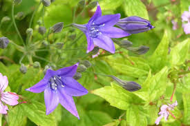 Image result for Tricalysia sp. E