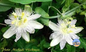 Image result for Passiflora subpeltata