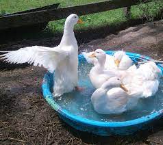 A Familiar Sight Duck Breeds Pekin Duck Backyard Ducks
