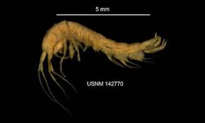 Image result for Astripomoea hyoscyamoides