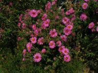 Image result for Aster chimanimaniensis