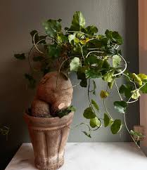 Image result for Pyrenacantha