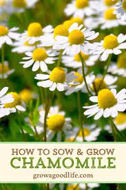 Growing Chamomile For Tea Chamomile Growing Chamomile Plant Medicinal Plants