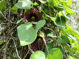 Image result for Aristolochia littoralis