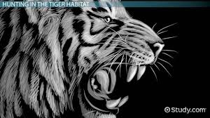 After a century of decline, tiger numbers are on the rise. Tiger Habitat Lesson For Kids Video Lesson Transcript Study Com