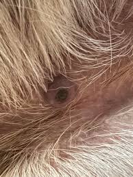 Image result for cuterebriasis in dogs